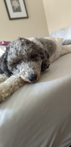 Customer photo review of Local Dog Food, Beef Blend