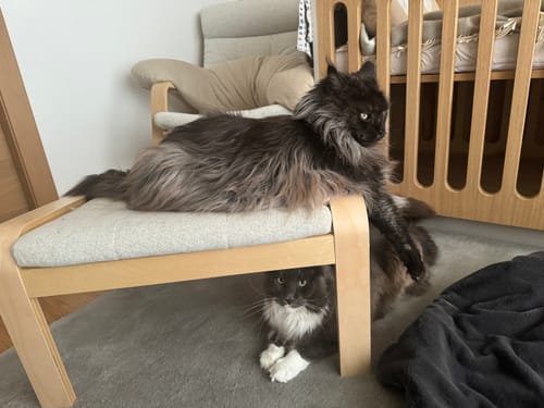 Avis photo d'un client sur Croquettes Maine Coon Stérilisé Sans Céréales - Poulet
