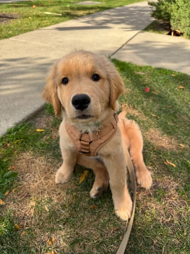Customer photo review of Recycled Ripstop Harness