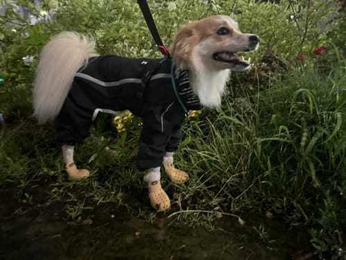 Customer photo review of WagWellies® Mojave Single