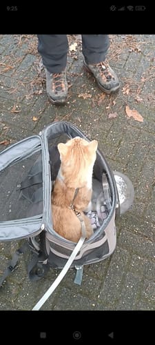 Customer photo review of Lollimeow Canvas Bubble and Breathable Capsule Portable Pet Backpack-Large(Two Colors)