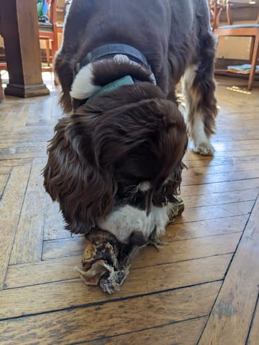 Customer photo review of Large Ostrich Cane (11.5" x 5"): The Ultimate Long-Lasting Chew for Medium, Large & XL Dogs