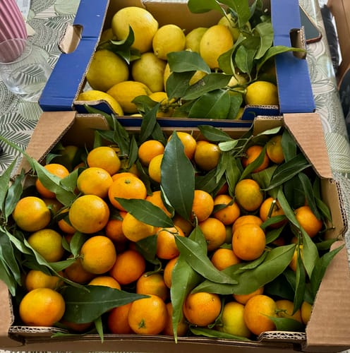 D. review of Clémentines Bio - Origine Corse image 1 out of 1