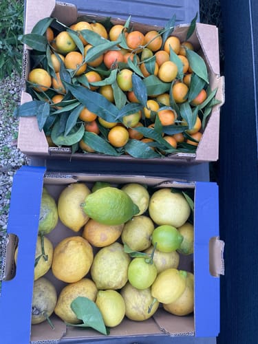 Natacha B. review of Clémentines Bio - Origine Corse image 1 out of 1