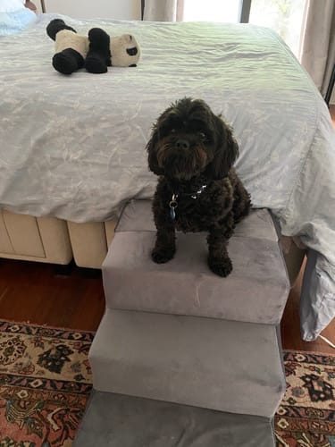 Customer photo review of PaWz Detachable Pet Stairs Grey