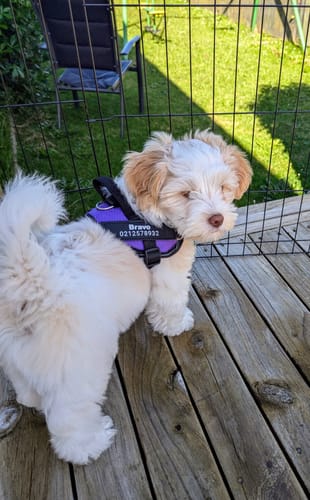 Customer photo review of No Pull Dog Harness Australia