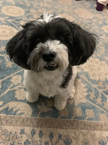 Customer photo review of Duck Calming Aid