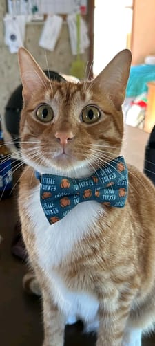 Customer photo review of Little Turkey Bow for Dog Collar and Cat Collar