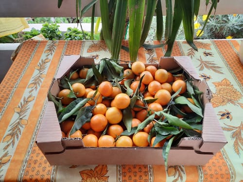 Anne B. review of Clémentines Bio - Origine Corse image 1 out of 1