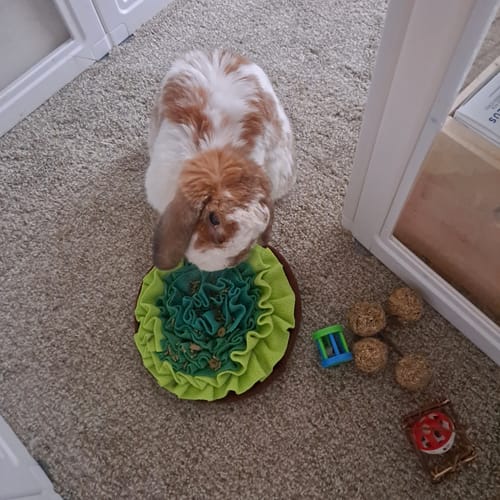 Customer photo review of E. cuniculi (Encephalitozoon cuniculi) Remedy for Rabbits