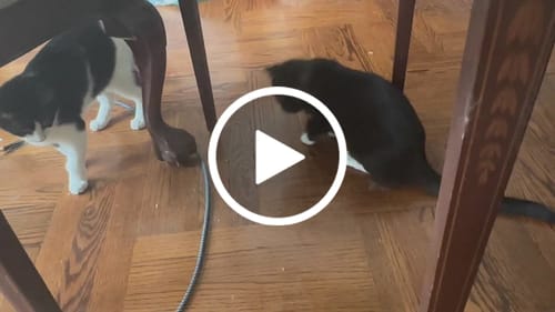 undefined review of TURBO TAIL 2.0 image 1 out of 1