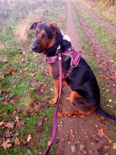 Customer photo review of Trail & Glow® Dog Harness Bundle Set - Mulberry Tweed