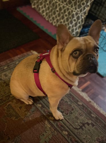 Customer photo review of BOBO X-shaped Harness Design 3-in-1 Dog Leash, Harness, and Travel Bag Set for Trachea Protection