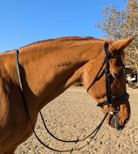 Customer photo review of Solo Simplicity - Flashless