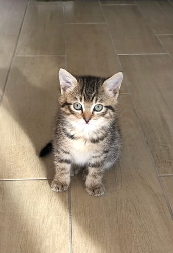 Avis photo d'un client sur Croquettes Chaton Sans Céréales - Poulet & Huile de Saumon