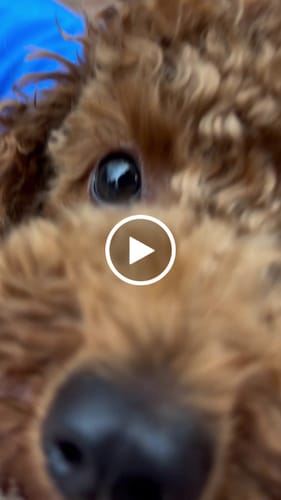 Customer video review of Nylon Rainbreaker