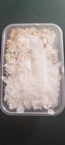 Customer photo review of ELMAS Dried Floral Elegance for DIY Crafts and Decor