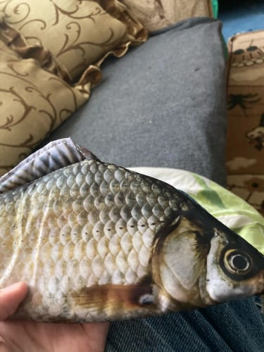 Customer photo review of ELMAS Fun Fishy Pencil Case - Large Capacity & Unique Design