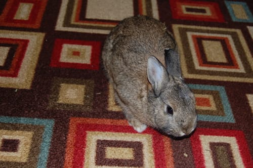 Customer photo review of Gastrointestinal Stasis Relief for Rabbits