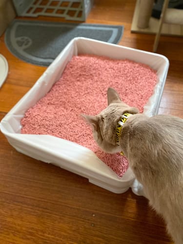 Customer photo review of Michu Tofu Cat Litter Gen3 6L- Dust-Free and Natural Clumping Tofu-Based Formula for Easy Cleanup