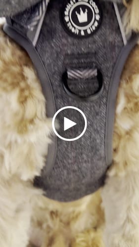 Customer video review of Trail & Glow Tweed Dog Harness - Grey Tweed