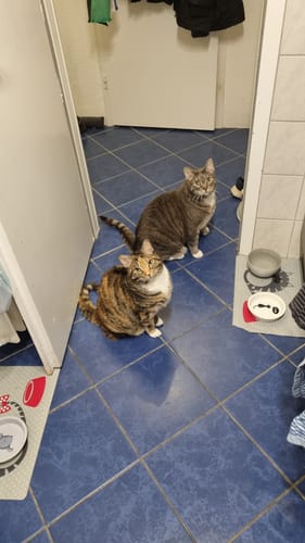 Customer photo review of Gelenk Gummies - Angebot