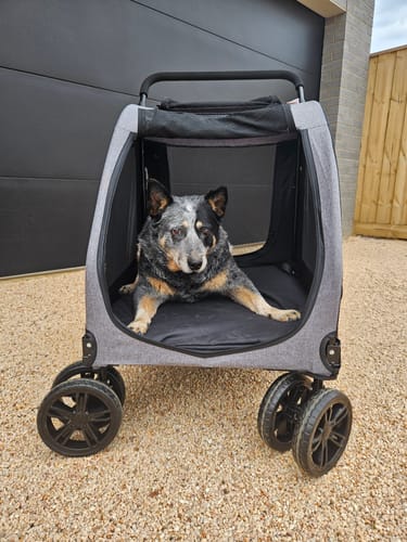 Customer photo review of PaWz Pet Stroller 4 Wheel