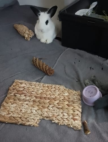 Customer photo review of Natural Chew Mat
