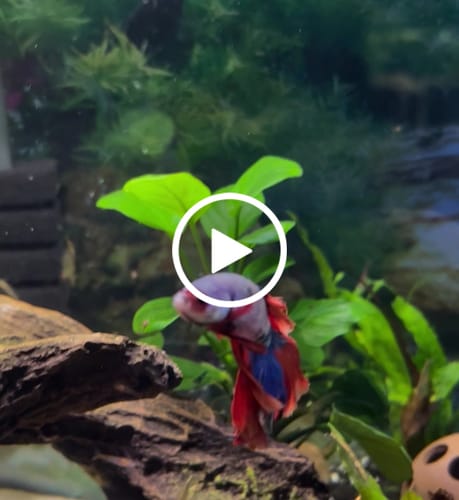 Customer video review of Multicolor Halfmoon Male Betta Fish | High Grade | Order Directly From Farm| You Pick Fish |