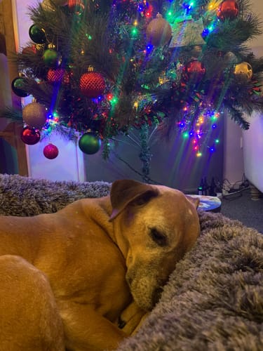Customer photo review of PaWz Premium Calming Pet Bed with Removable Cover
