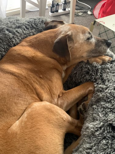 Customer photo review of PaWz Premium Calming Pet Bed with Removable Cover