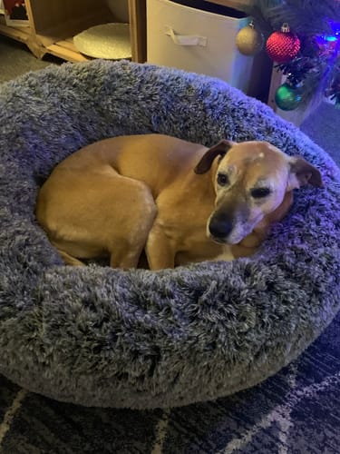 Customer photo review of PaWz Premium Calming Pet Bed with Removable Cover