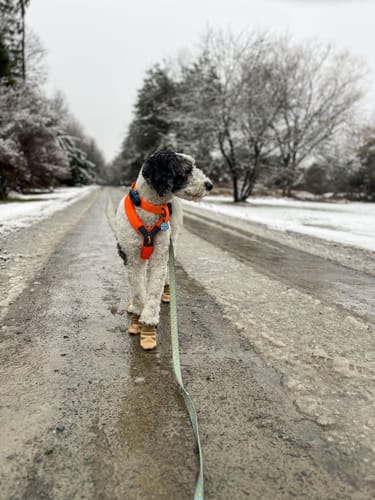 Customer photo review of All Weather Dog Booties - Doccasins - 1 pair