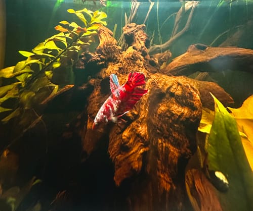 Customer photo review of Koi Red Gold Female Betta Fish (Exotic Betta)