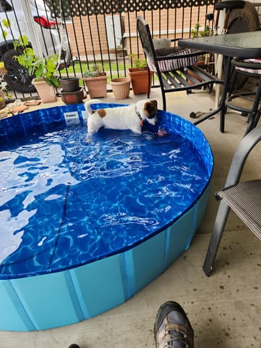 Customer photo review of Portable Pet Swimming Pool and Bath Tub