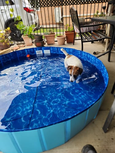 Customer photo review of Portable Pet Swimming Pool and Bath Tub