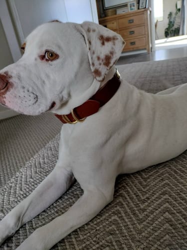 Customer photo review of Classic Buckle Leather Dog Collar - Custom Sized