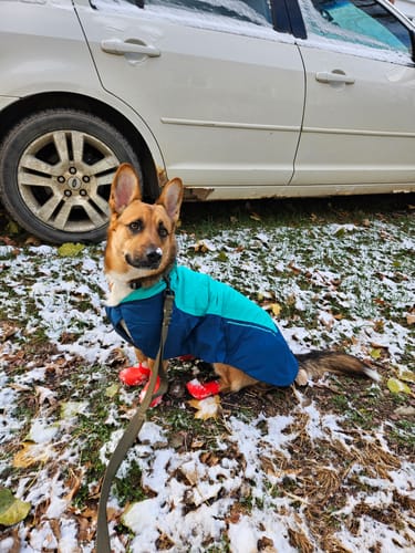 Customer photo review of WagWellie® Single