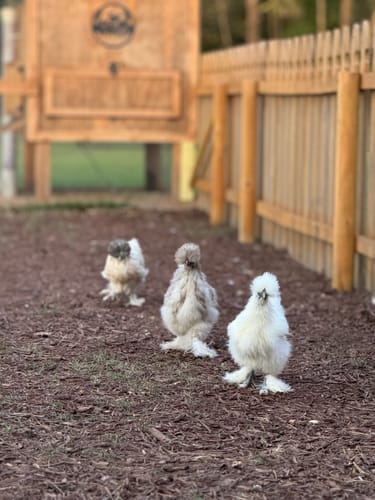 Customer photo review of Silkie Chick "Assorted Colors" (Unsexed)