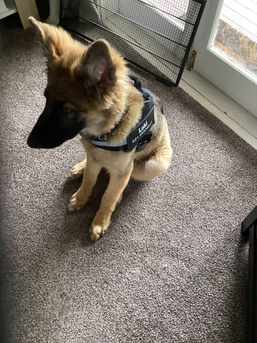 Customer photo review of No Pull Dog Harness Australia
