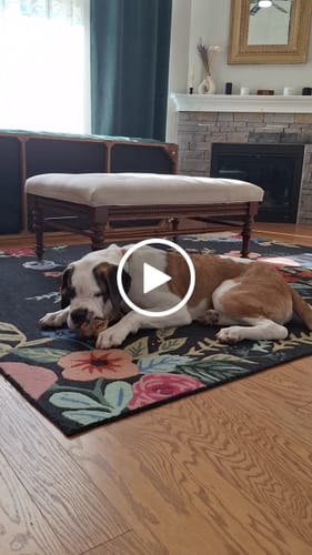 Customer video review of Ostrich Hip Bone (12" x 5"x 3”): The Durable, Flavor-Packed Chew for Medium & Large Dogs