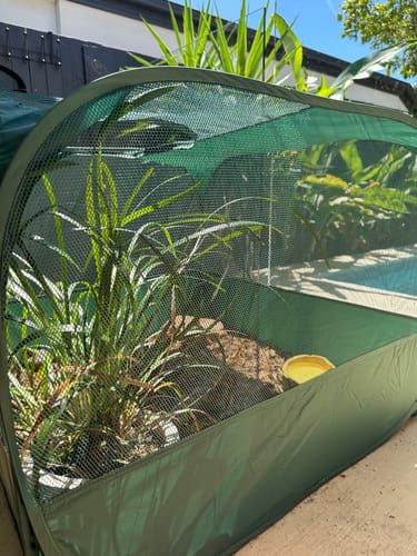 Customer photo review of Pop-up Chameleon 1000