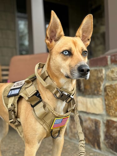 Customer photo review of Classic Heavy-Duty Tactical No-Pull Team K9™ Dog Harness With Front & Back D-Rings, Quick-Release Metal-Buckles, Hook & Loop Panels, & Top Handle
