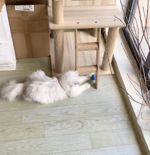 Bryan E. review of SPEEDY TAIL 2.0 image 1 out of 1