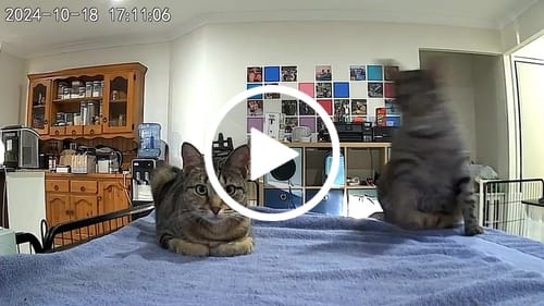 Customer video review of PaWz 5L Auto Pet Feeder Camera Smart Wi-Fi App Food Dispenser