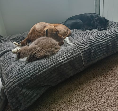 Customer photo review of Orthopaedic Memory Foam Bed