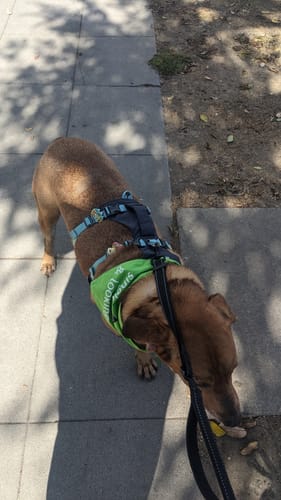 Customer photo review of Earth Dog Badge Bundle