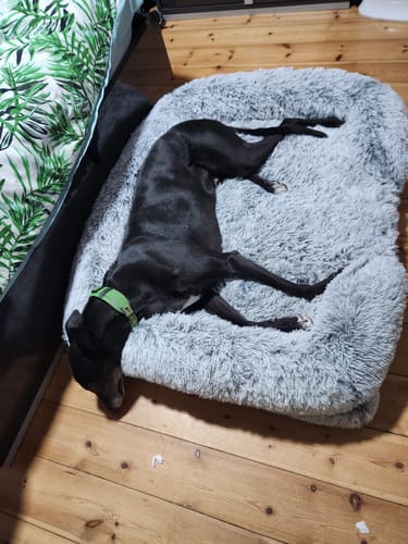 Customer photo review of PaWz Premium Pet Orthopaedic Bed