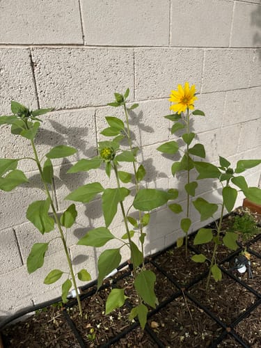 Customer photo review of Mammoth Sunflower