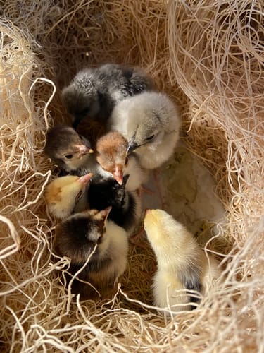 Customer photo review of Malaysian Serama Chick "World's Smallest Chicken" (Unsexed)